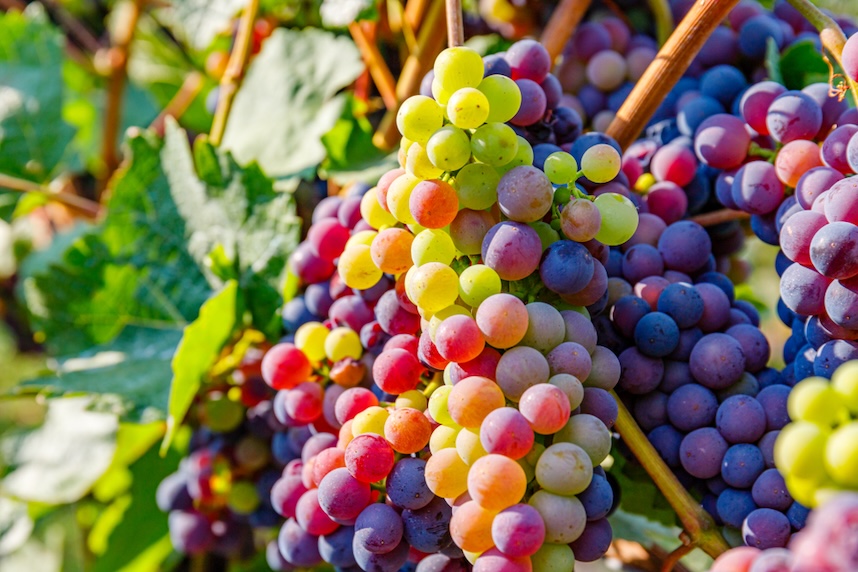 Deutsche Weine: Geschichte, Kuriositten und Kombinationen